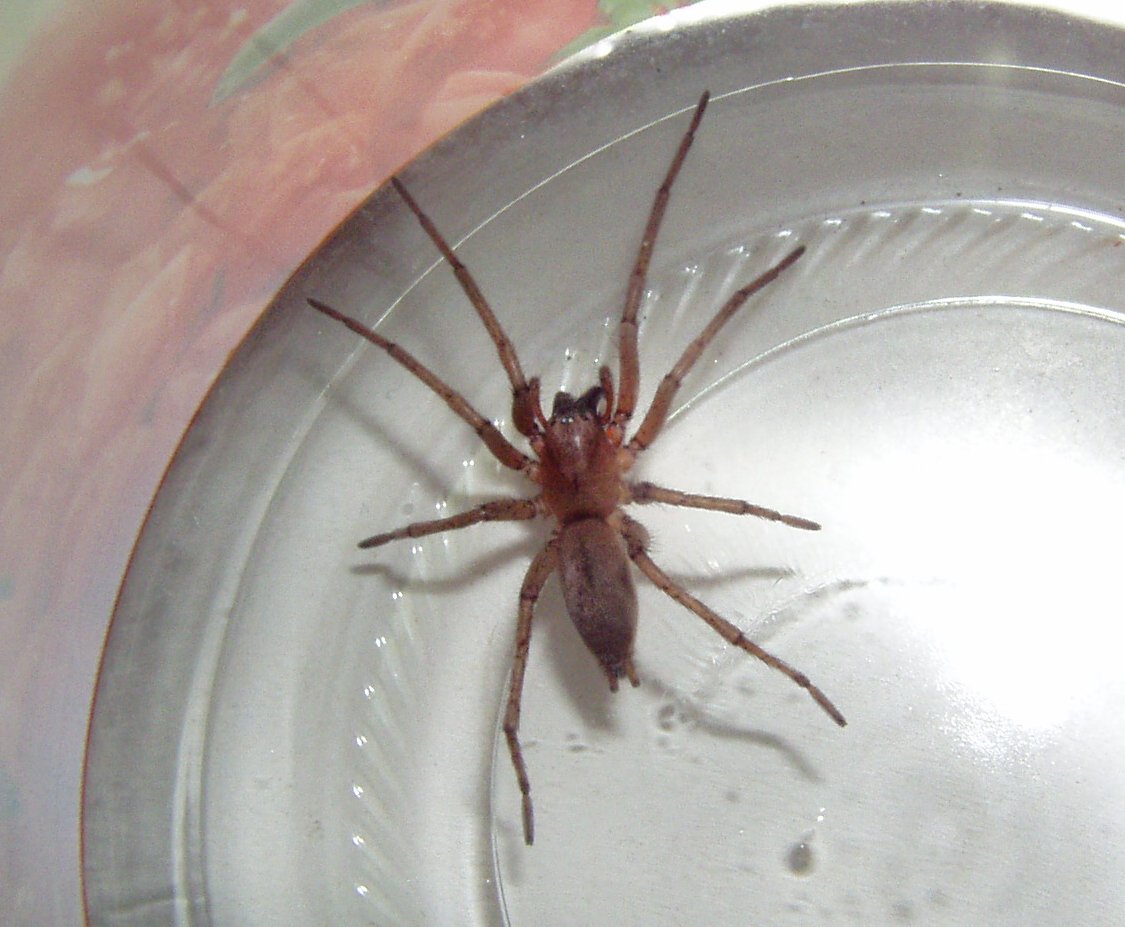 Drassodes sp.